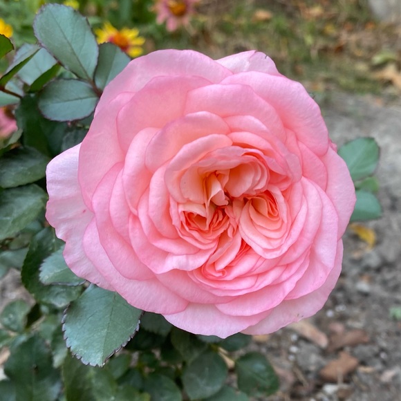 1rosepink